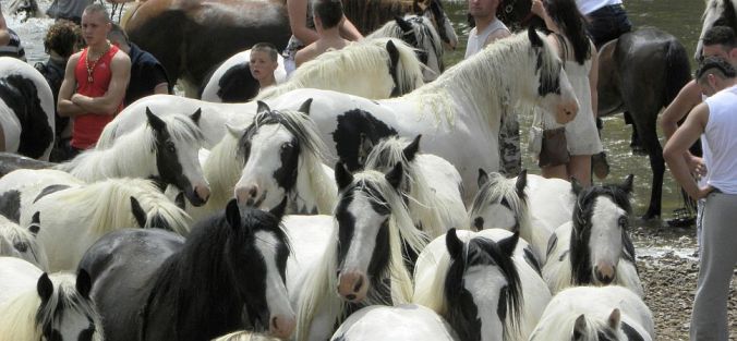 050610 APPLEBY White horses