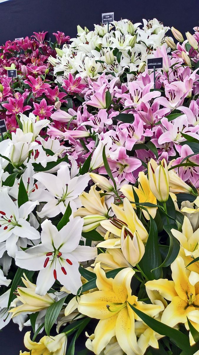 28/07/19 CHORLEY FLOWER SHOW. Lilly Display.