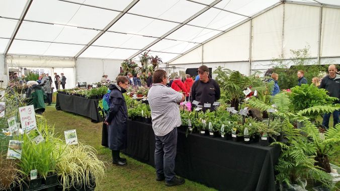 28/07/19 CHORLEY FLOWER SHOW. Fern Display.