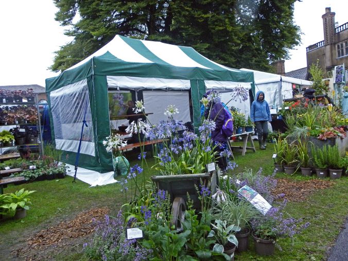 28/07/19 CHORLEY FLOWER SHOW. White & Blue Agagpanthus.