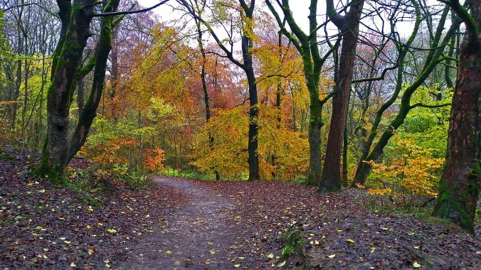 02/11/19 BUXTON. Grin Low Wood. Autumn Trees.