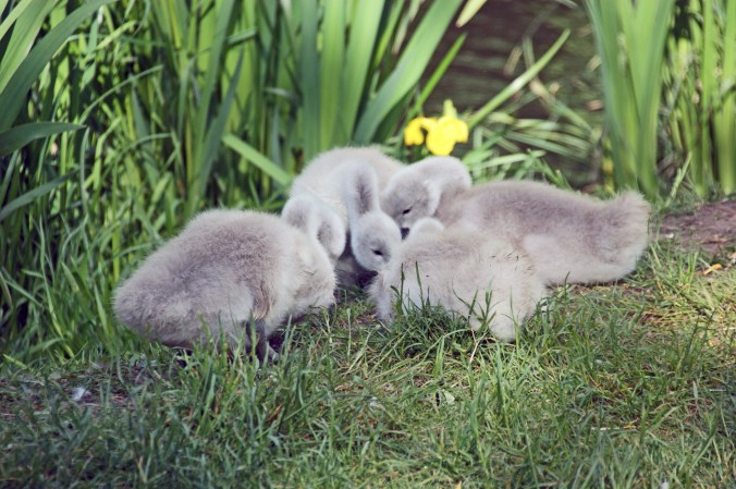 23-05-20 SANKEY VALLEY. Ring Of Cynets.